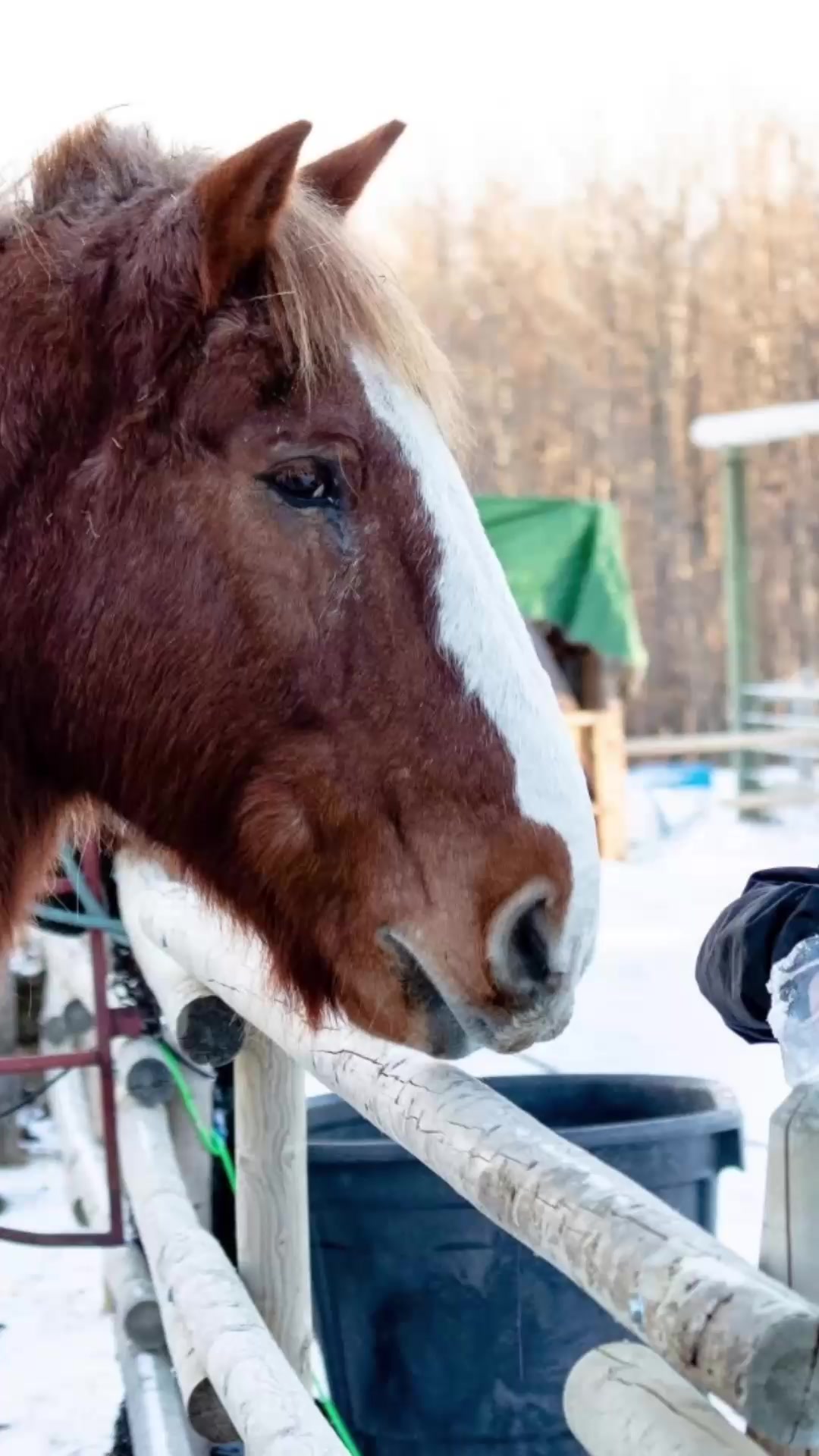 @Pigeon Lake Horse Drawn 🇨🇦