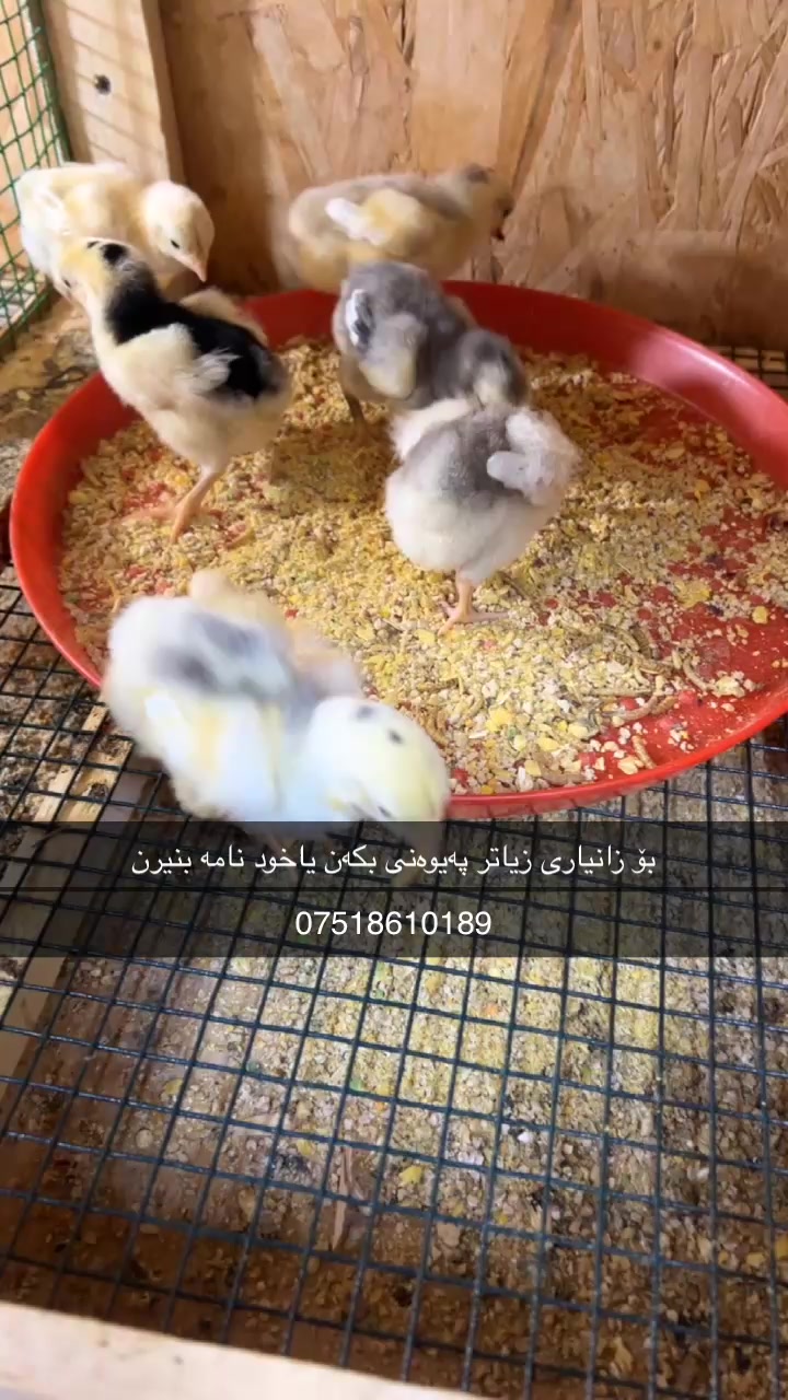 @ئۆشامۆ عبدالله🥇