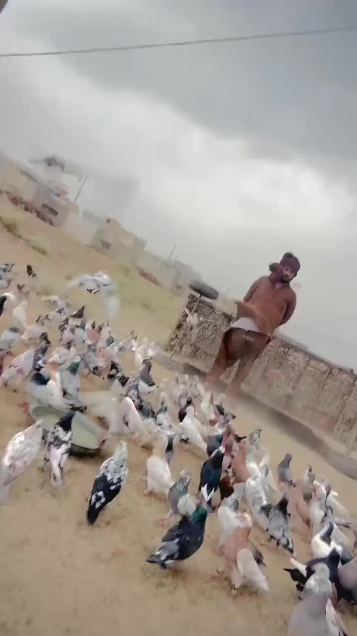 @عدیل رحمن لیہ وال کبوتر باز