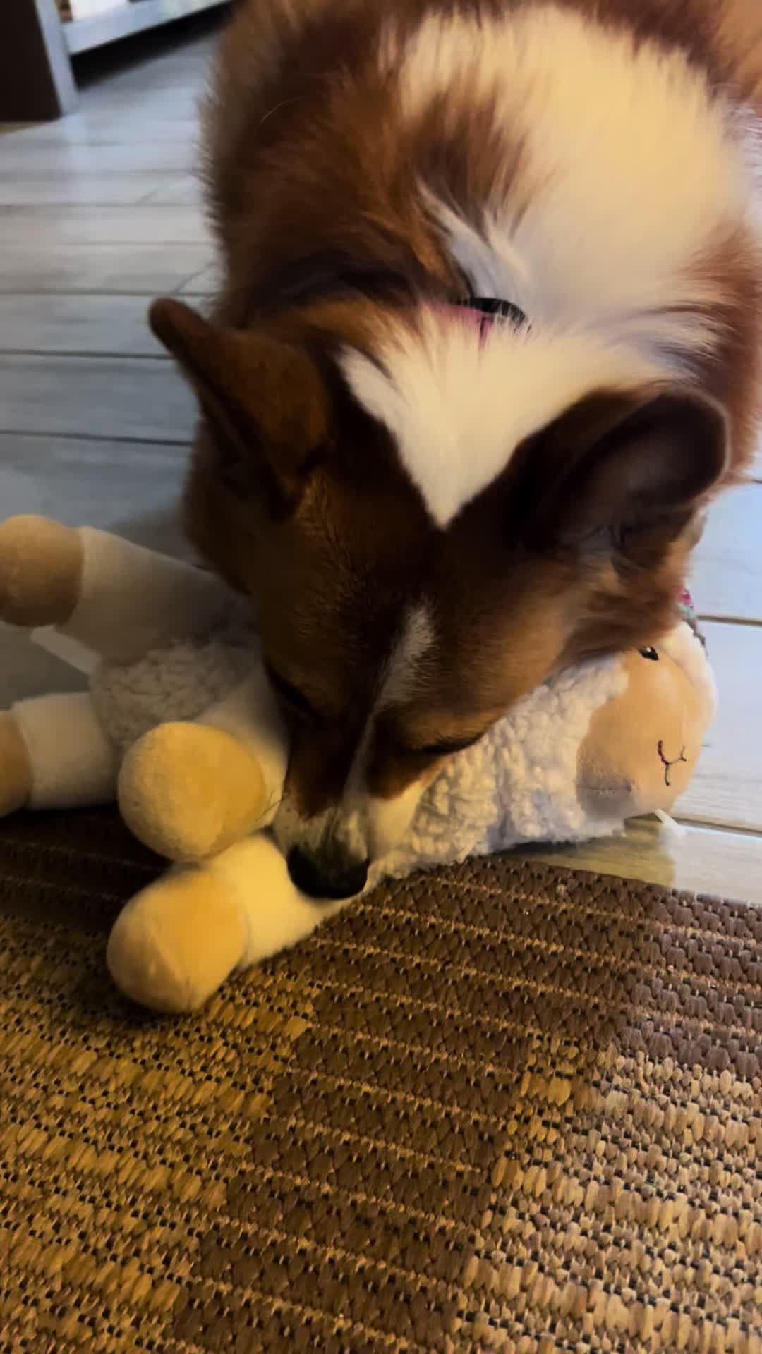 @bumi_the_corgi