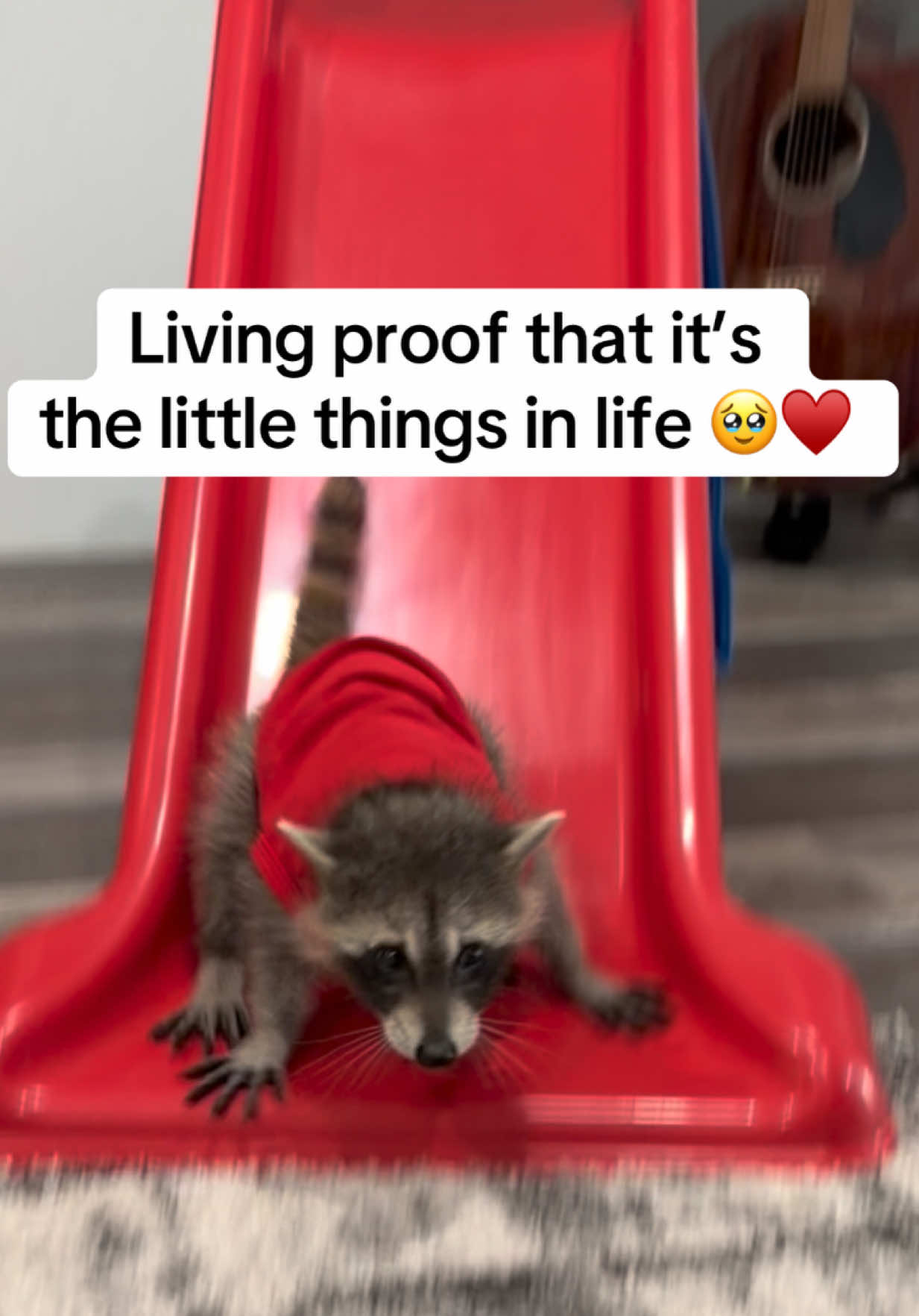 @snacky_chan_the_raccoon