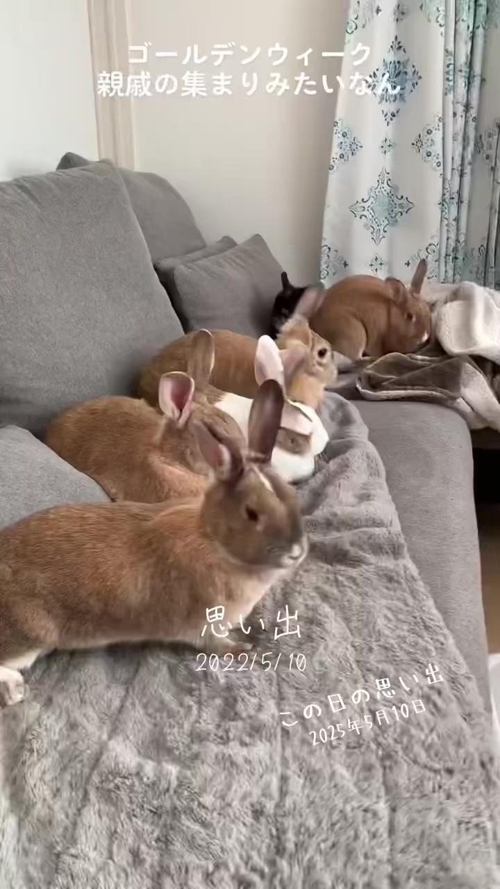 @和風wafu✨🐰🐰🐰🐰👿💕