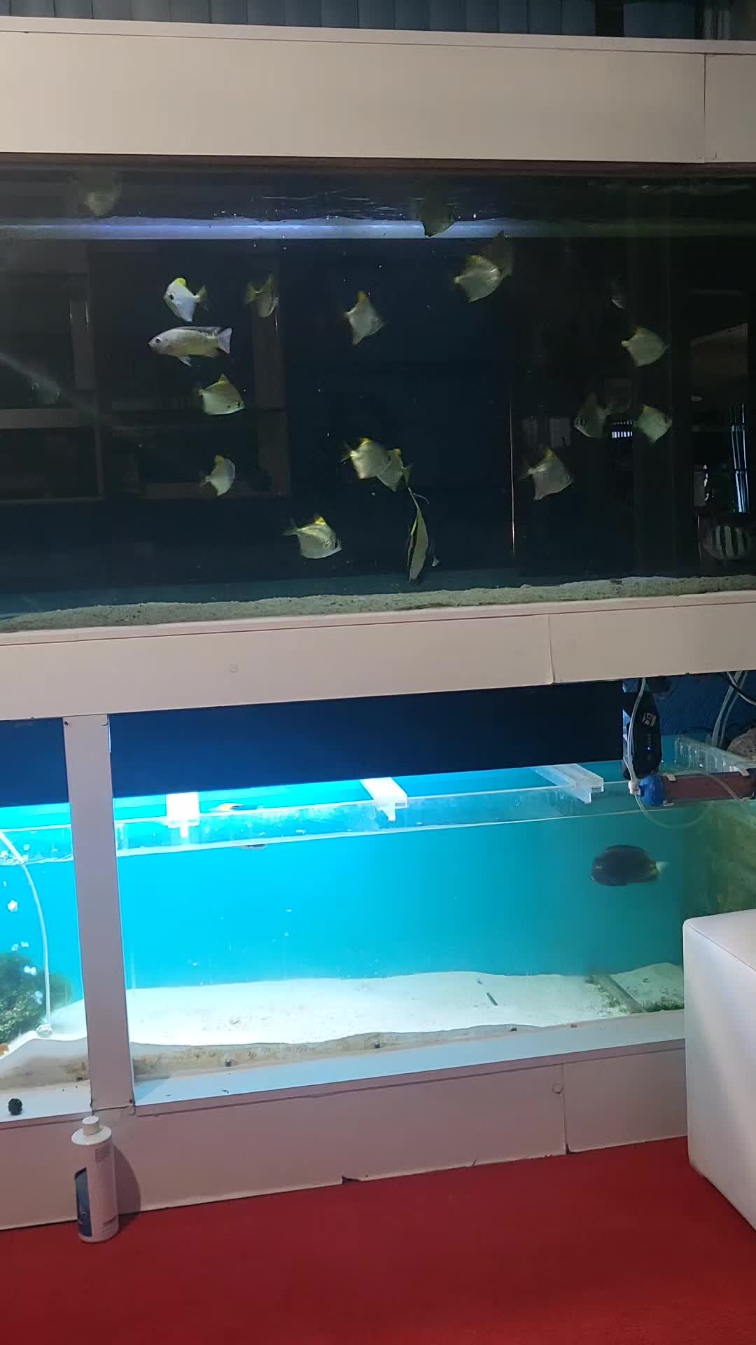 @Aquariumplus 🐠🐬🦀🐙🐟🦑