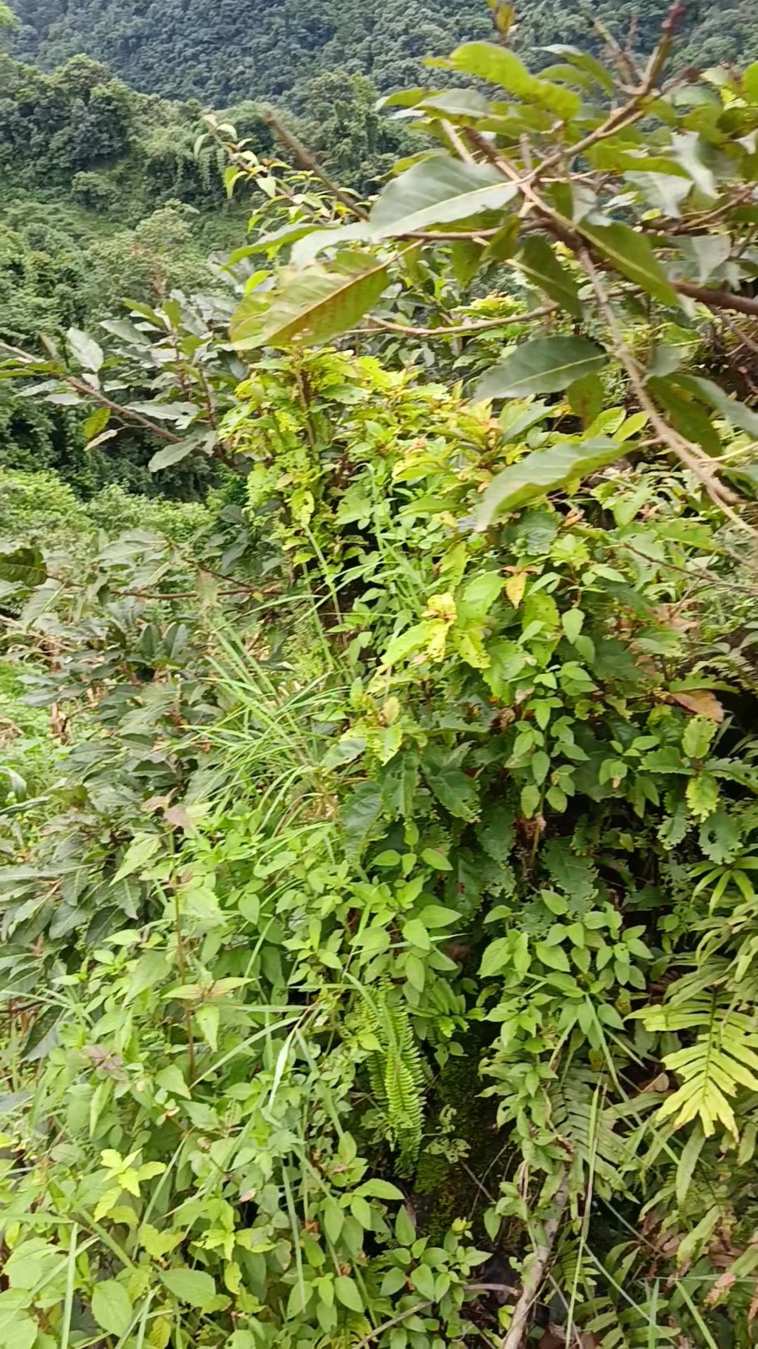 @अर्जुन लिम्बु vlog 🇳🇵