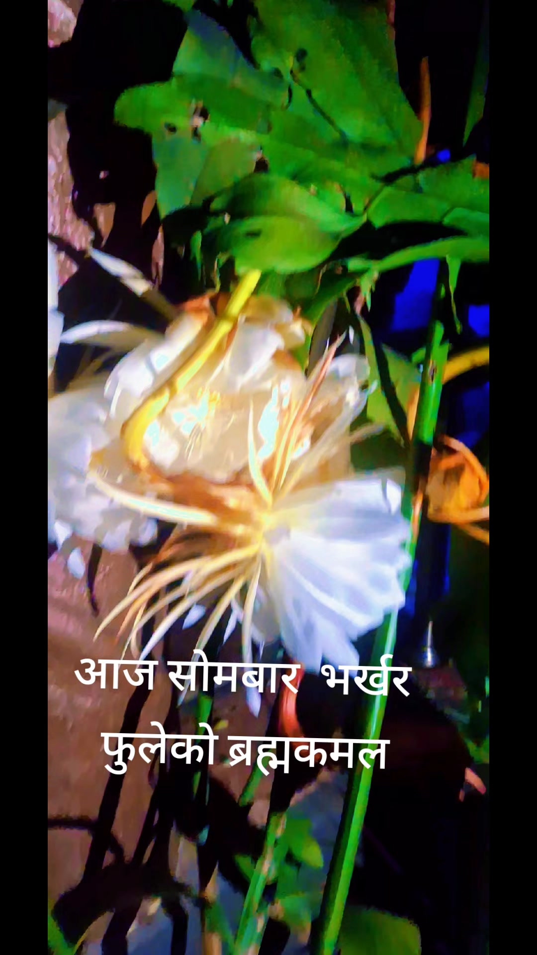 @तपो भुमी नेपाल