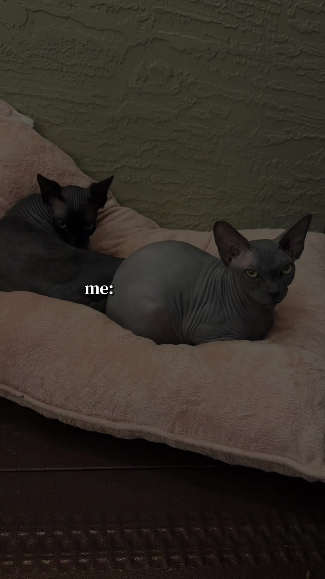 @BomboCats