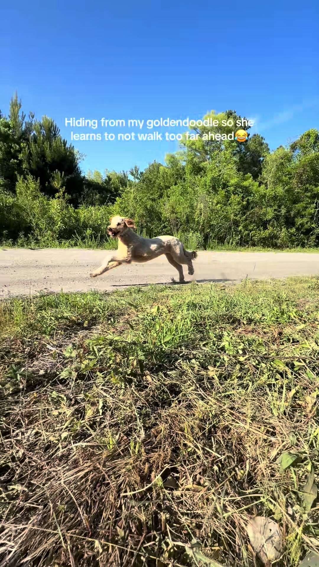 @Life.of.Penny Poo