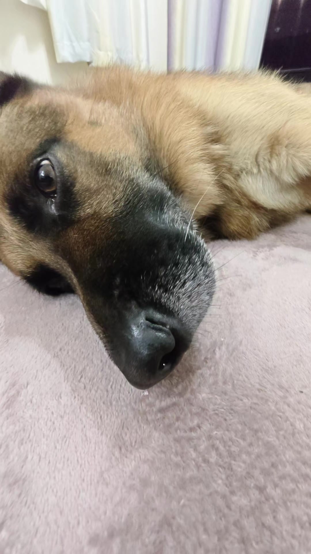 @ANIMAL♡M