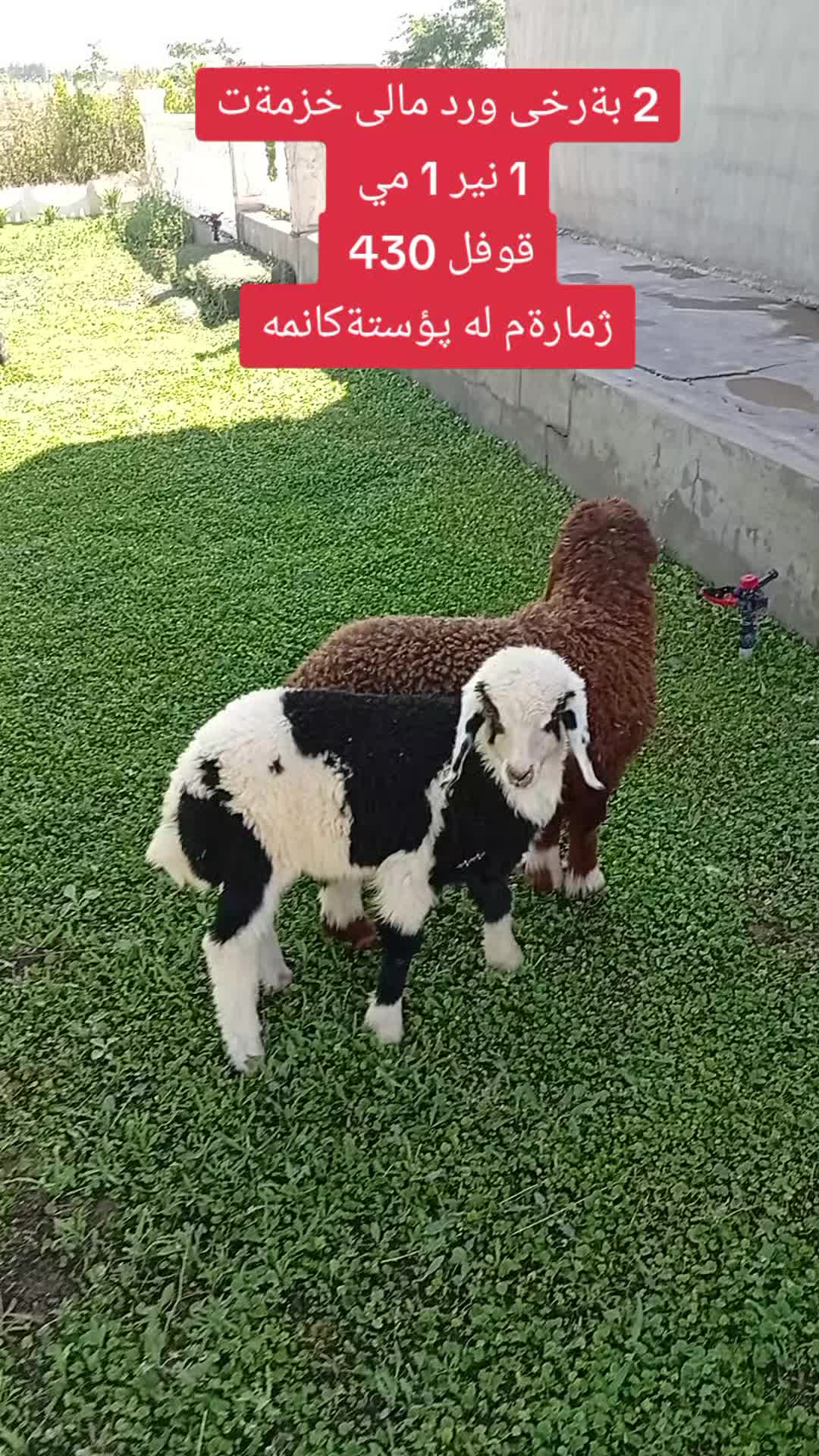 @احمد الكوردي