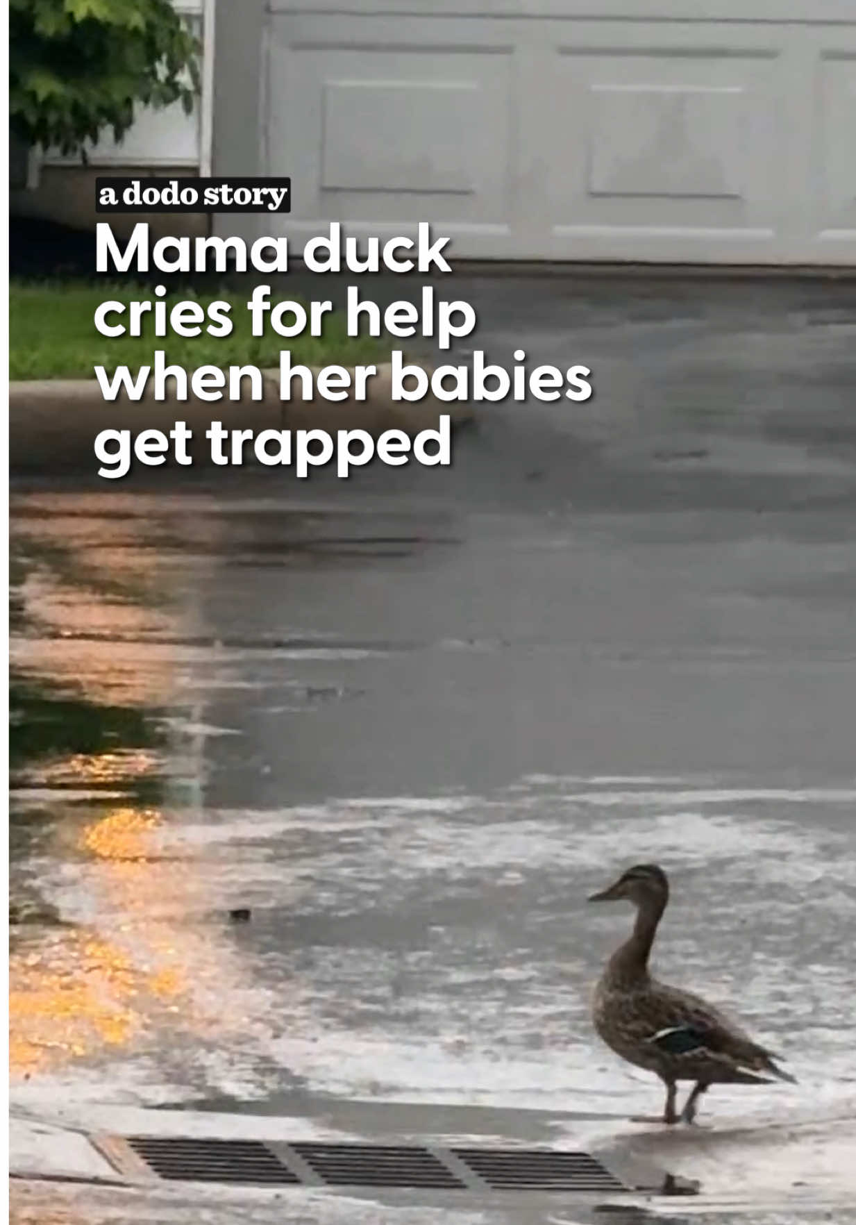 @The Dodo