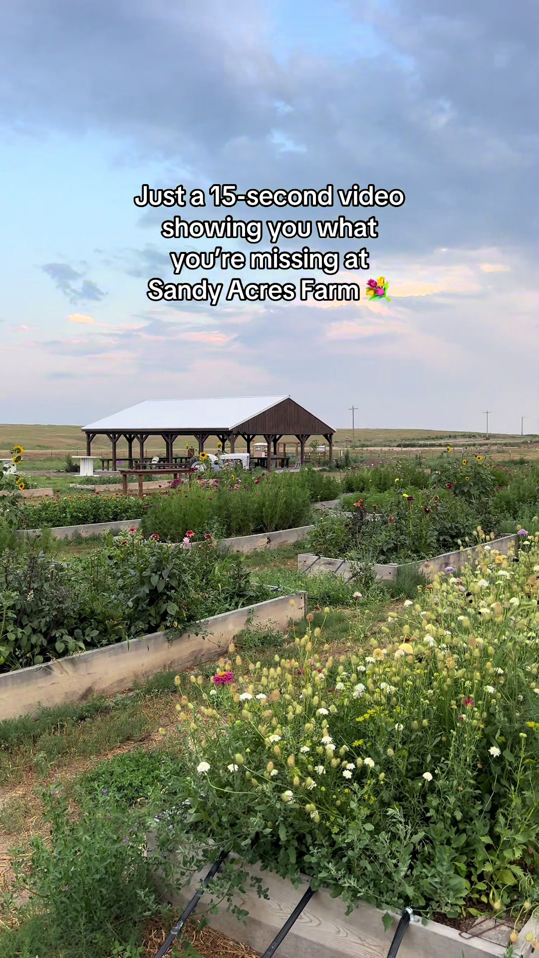 @Sandy Acres Farm