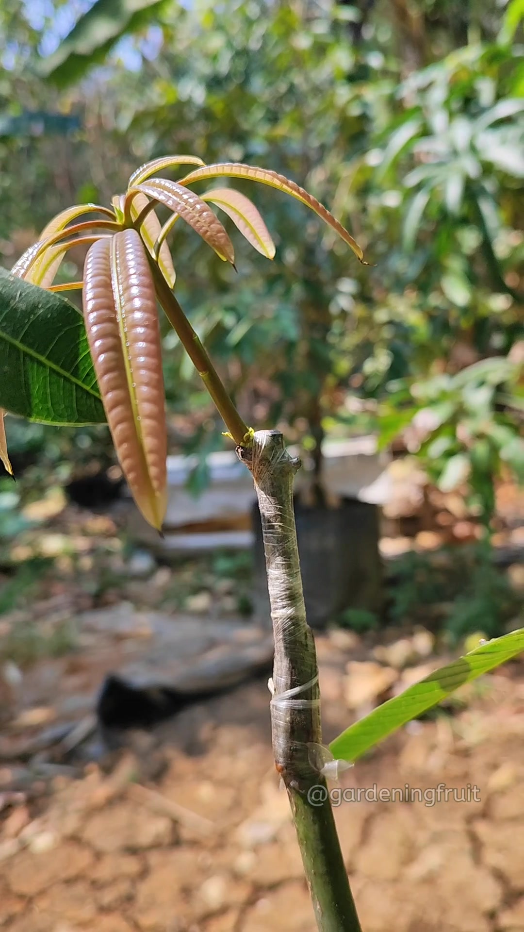 @GardeningFruits