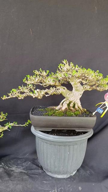 @Yanubonsai