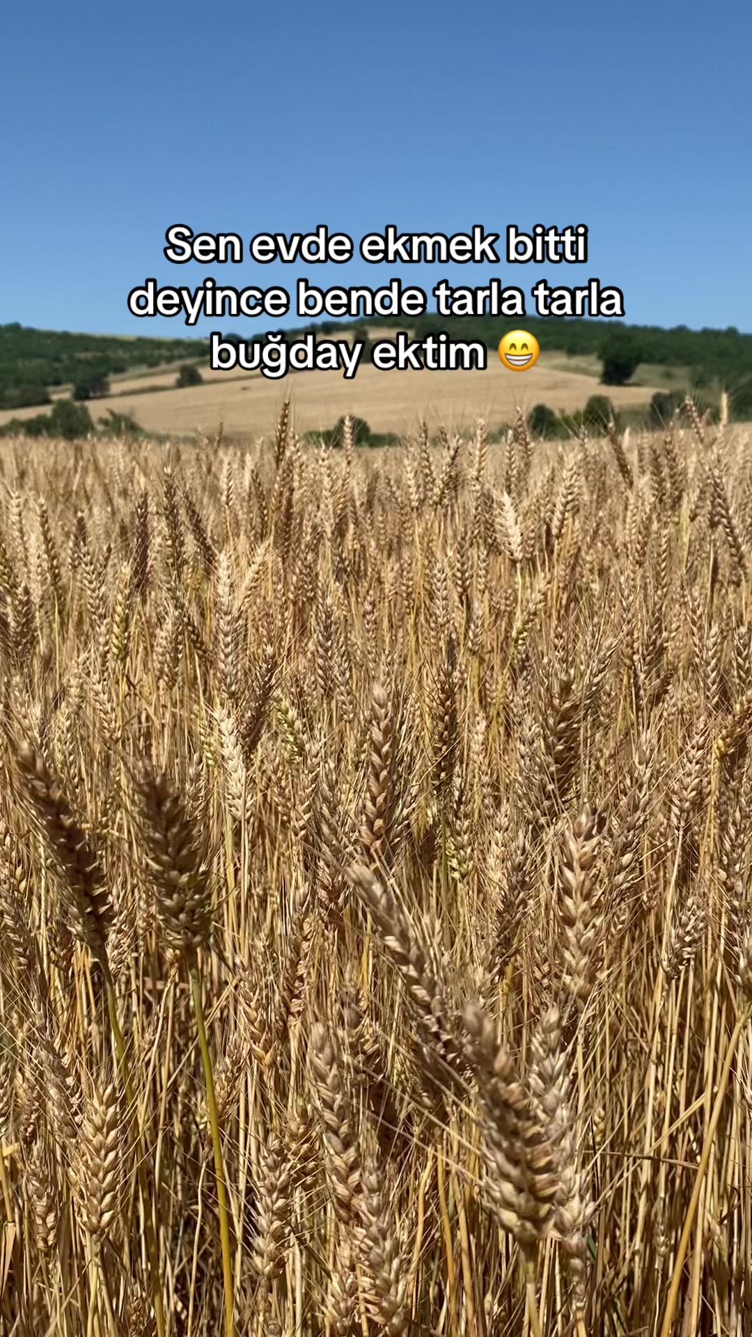 @gozde