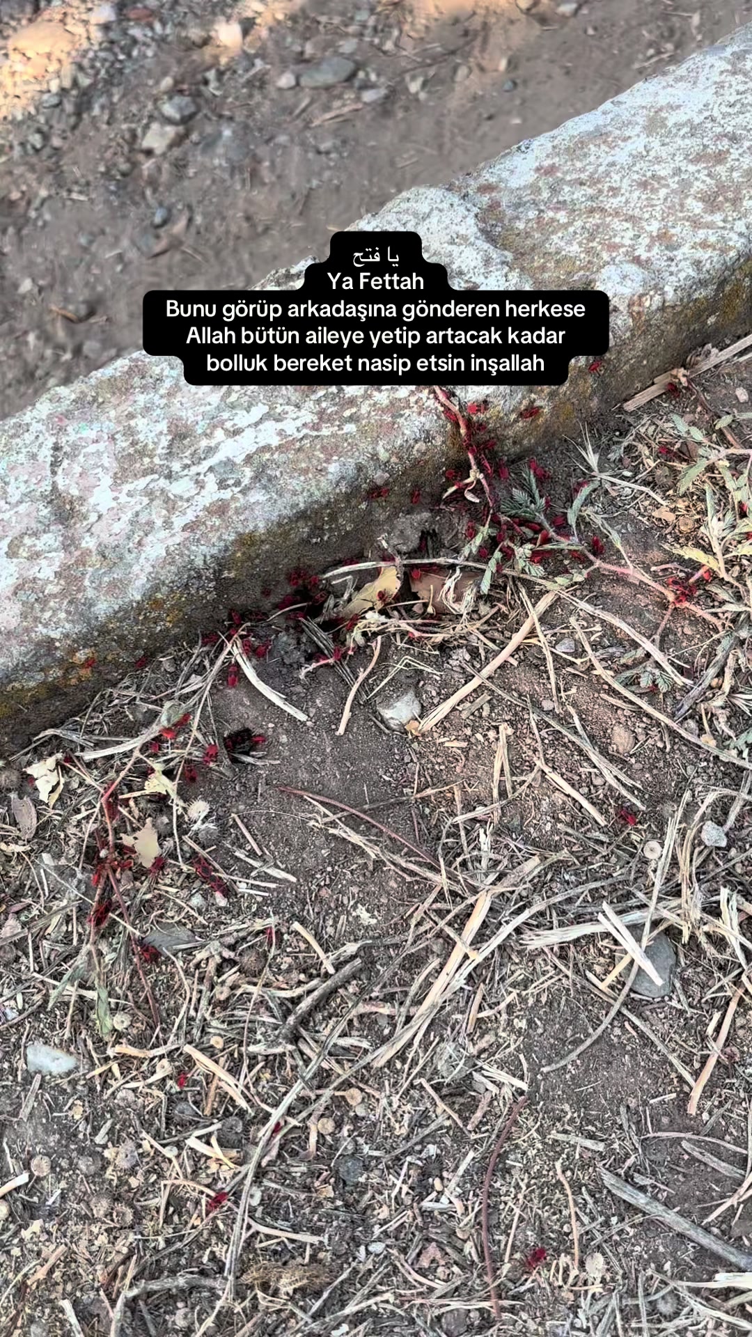 @Roj&hellip;da