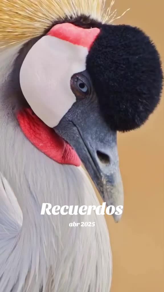 @Mundo Animal