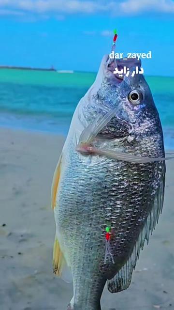 @๑୭̥๑ زايد 𓃗 دار  ๑୭̥๑