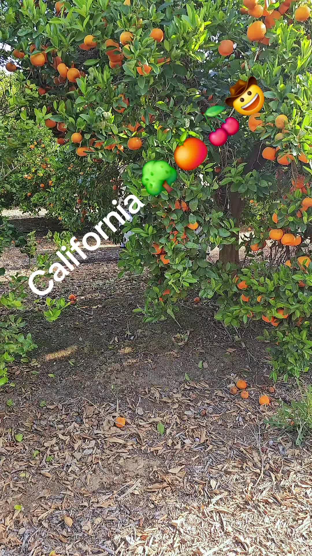 @fulgencio🤠