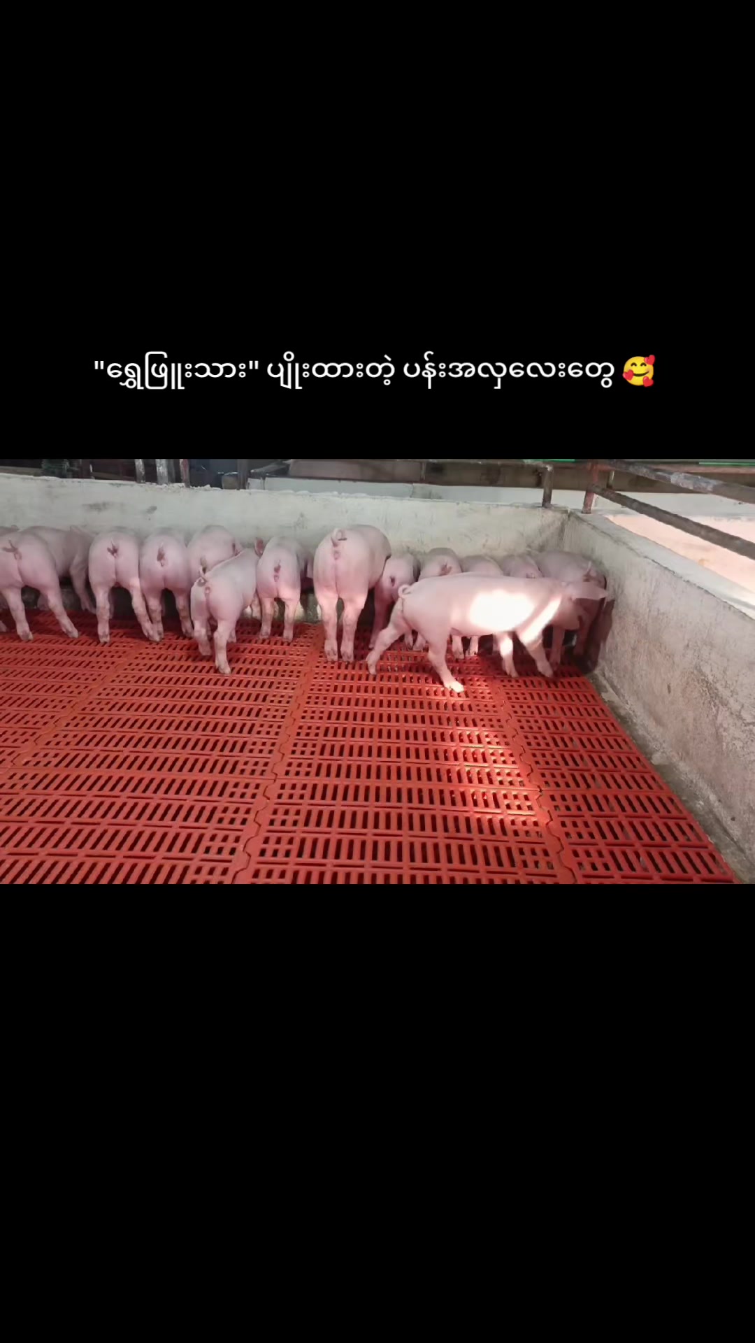 @"ရွှေဖြူးသား"၀က်မွေးမြူရေးခြံ