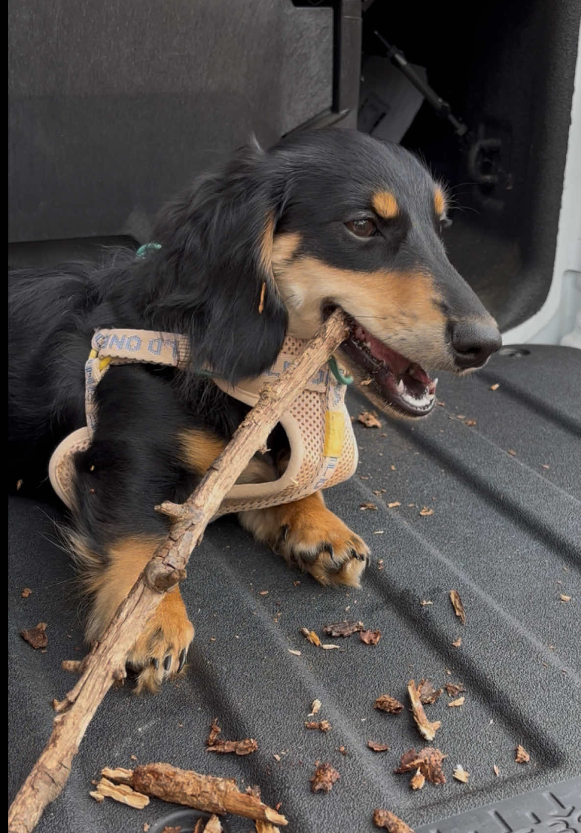 @Eppe | Mini Dachshund