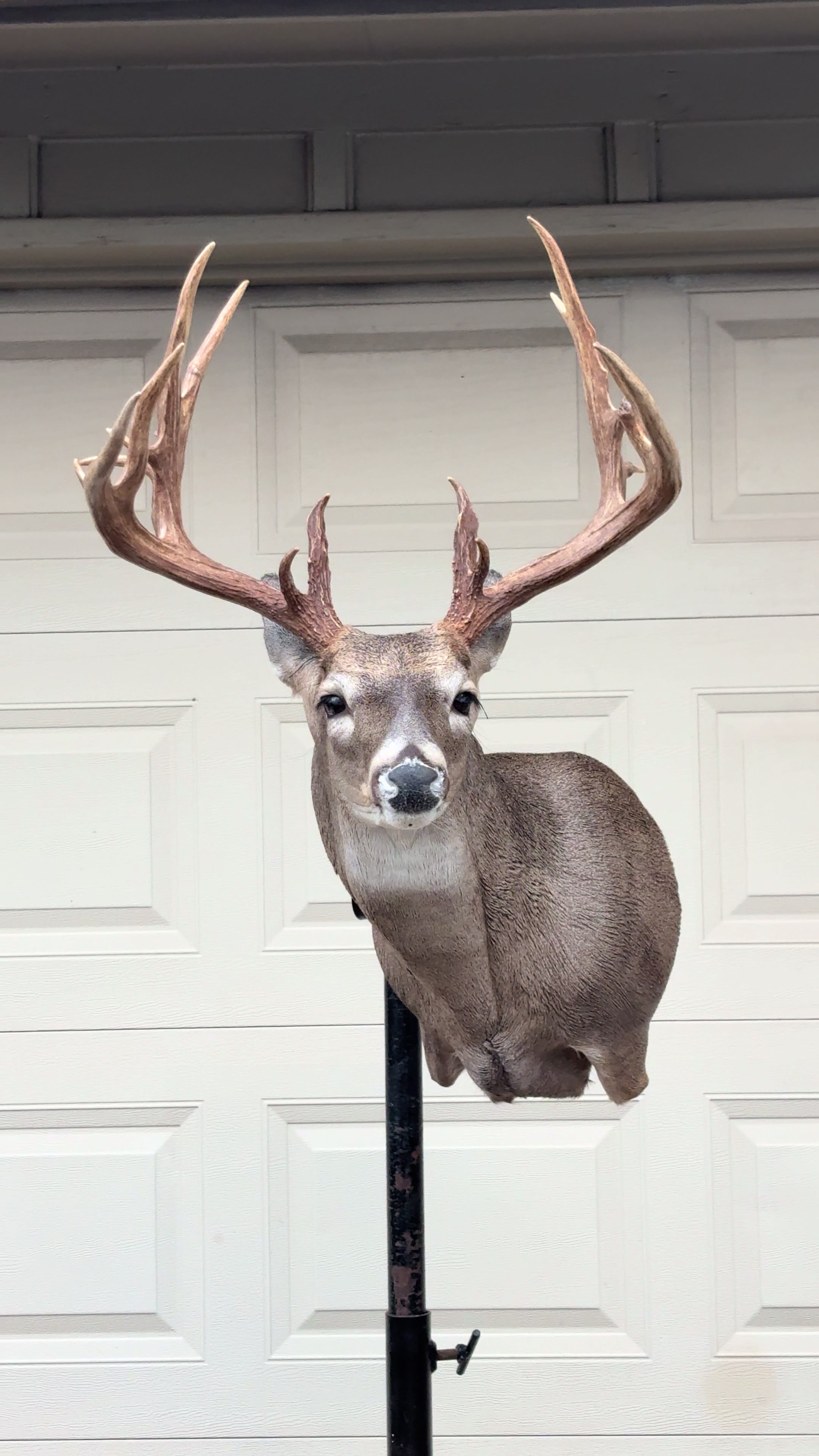 @Luke’s Wildlife Taxidermy