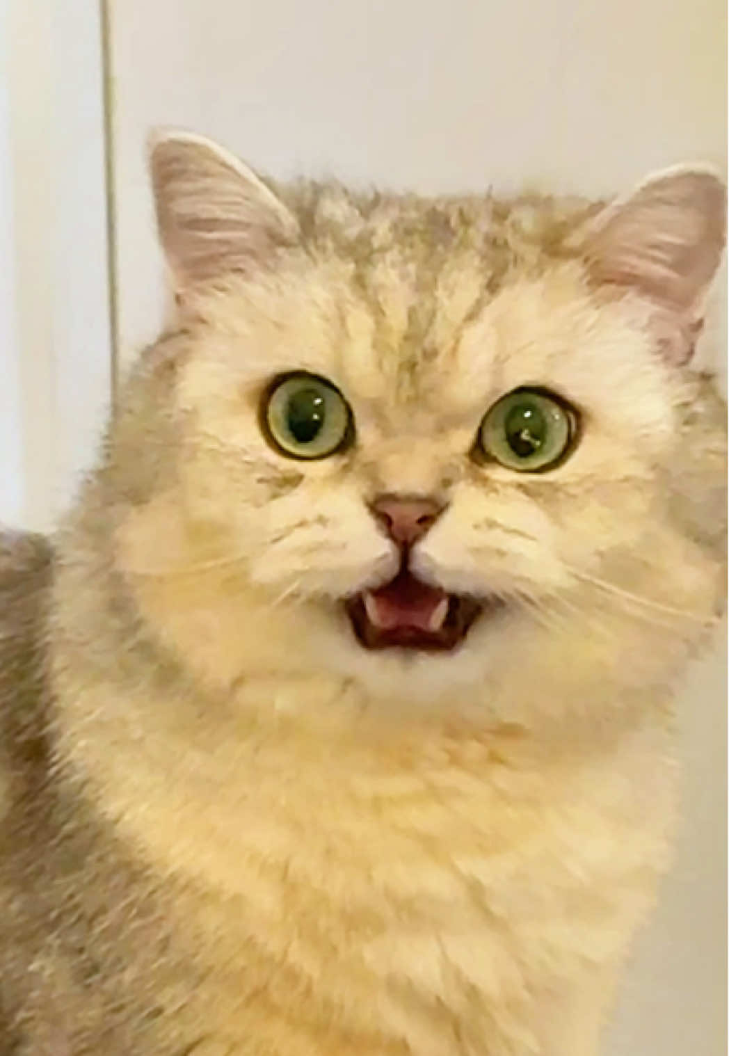 @Ollie the Cat