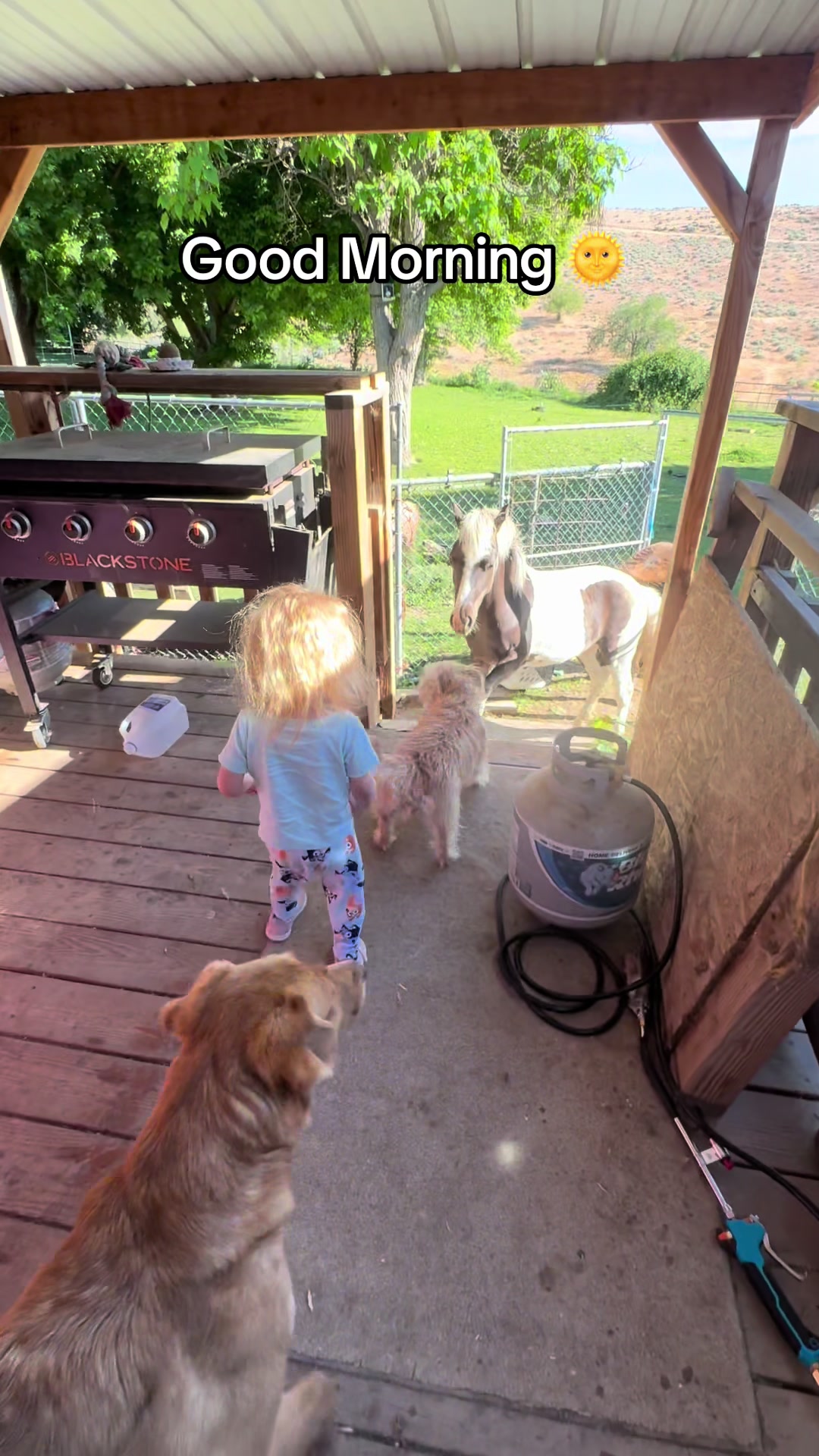 @Hot Sauce the Mini horse 🐎