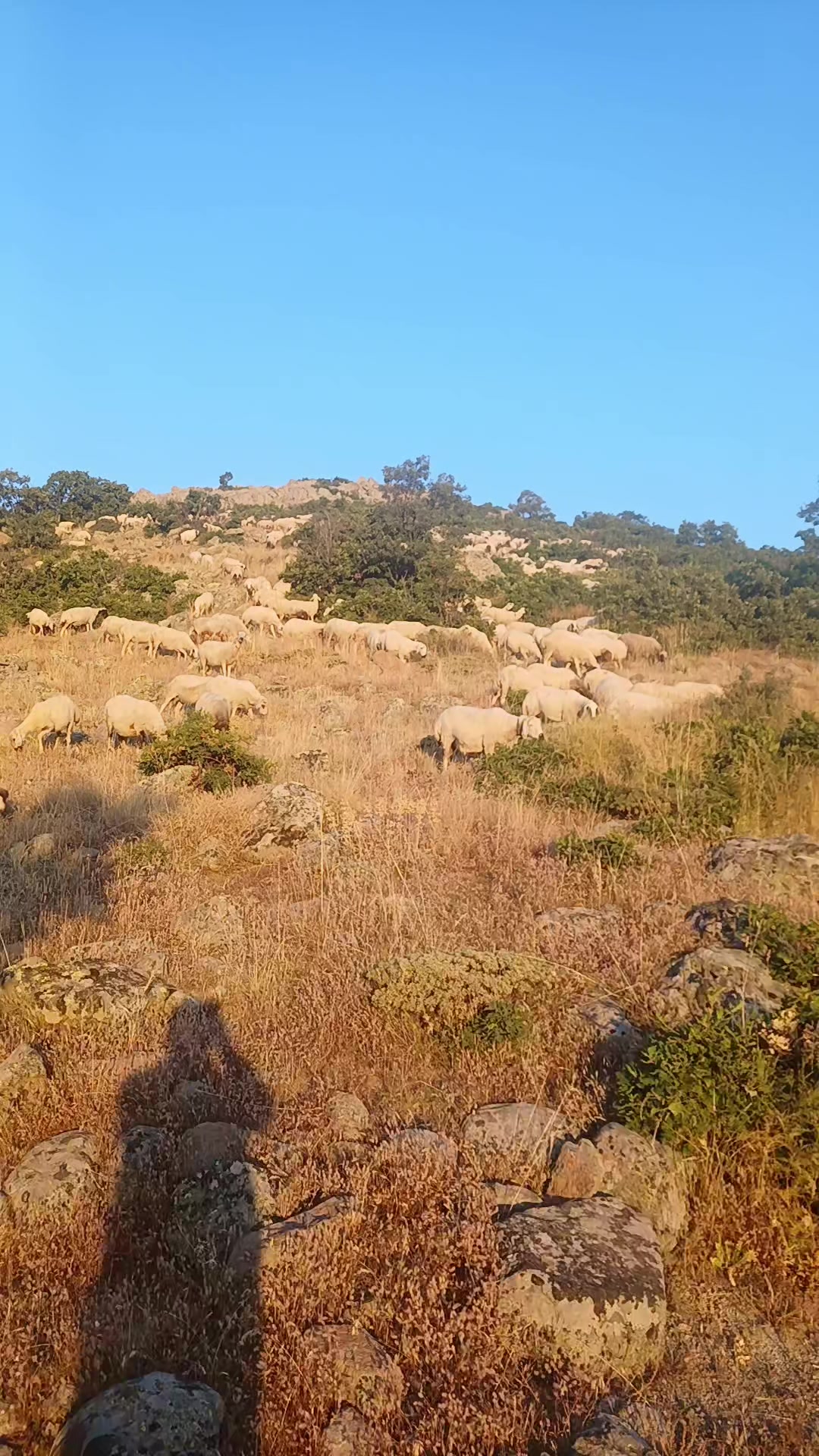 @Deli Çoban 42