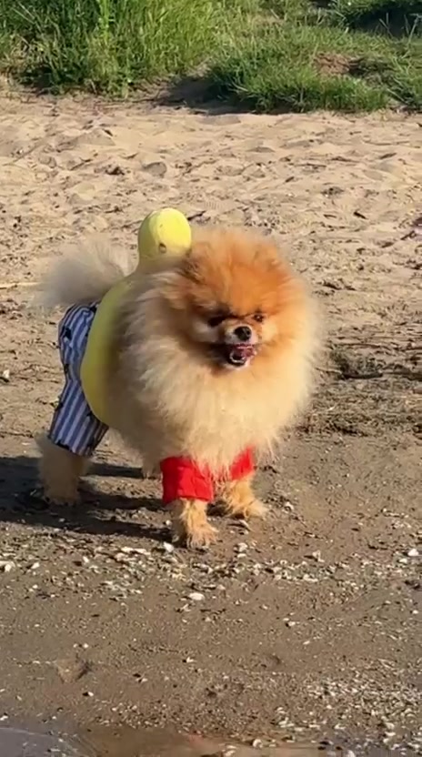 @yoshi.thepom
