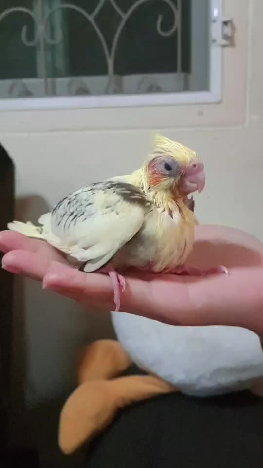 @Lemon_the_cockatiel