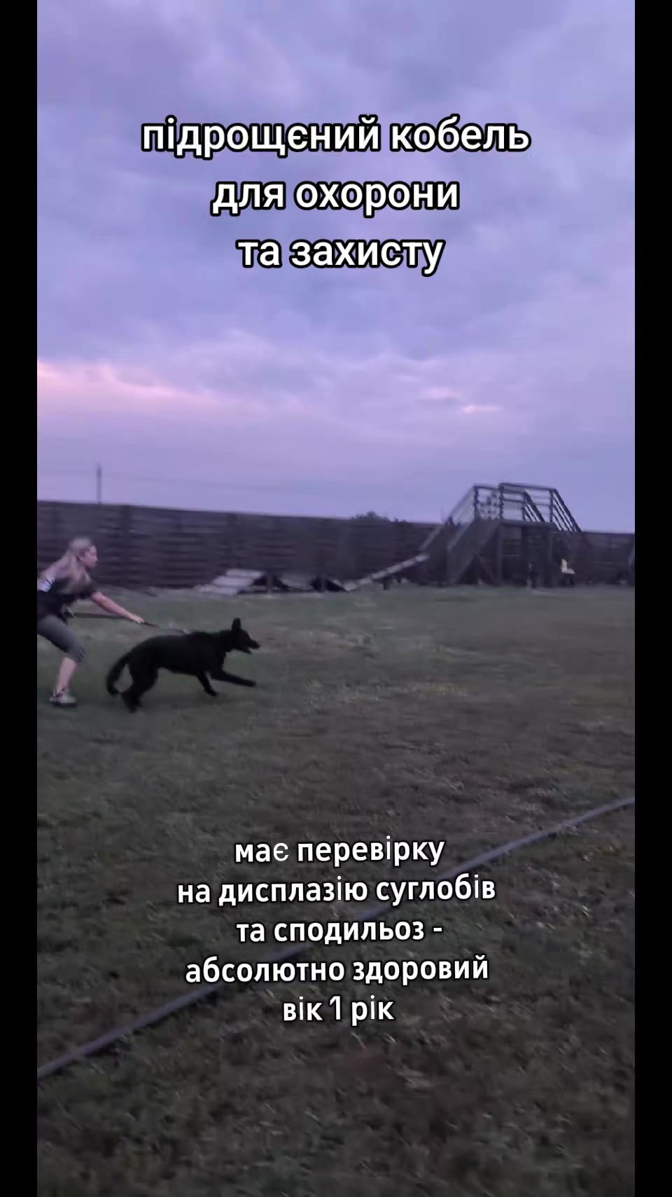 @вівчарки "Wolf'sfelzem"