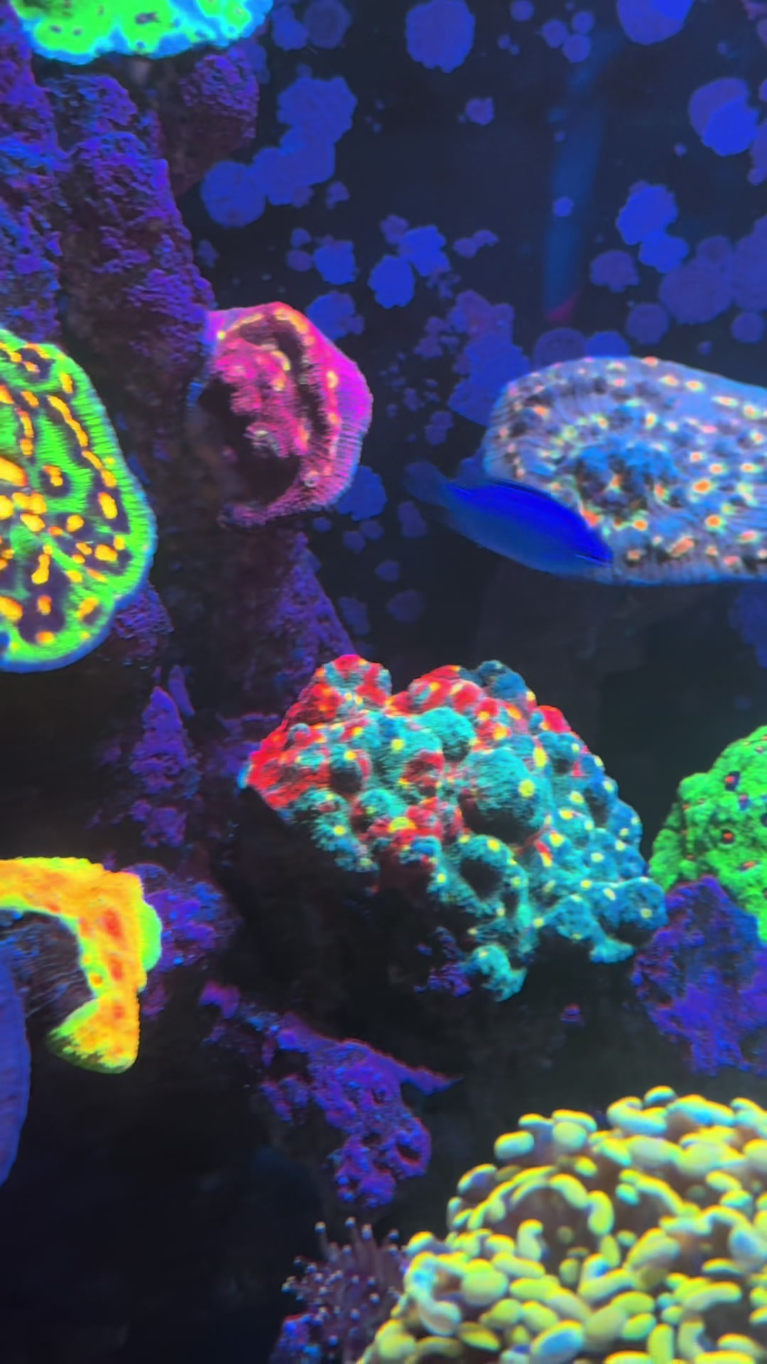 @Palmetto Reef