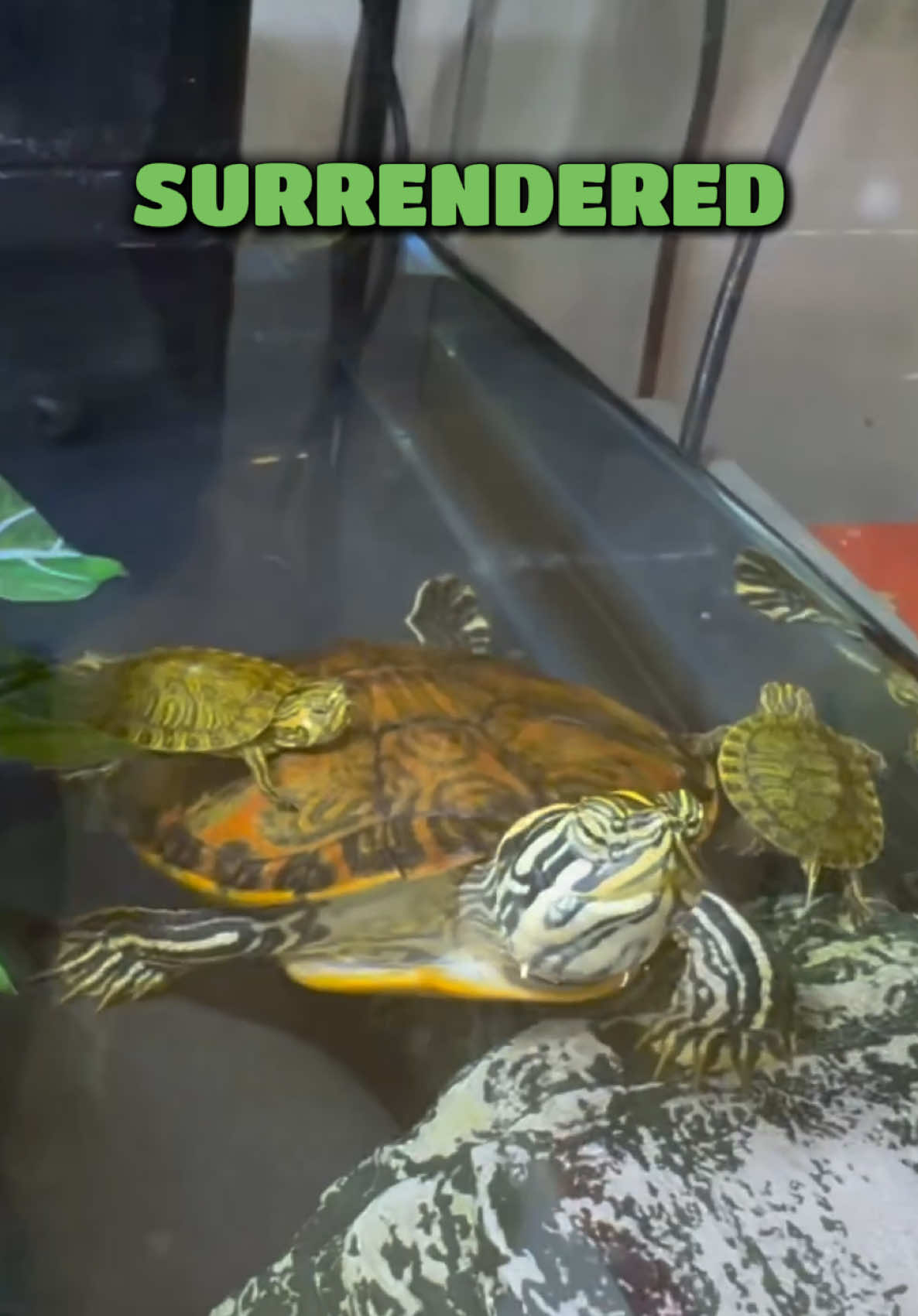 @Tommys_reptiles