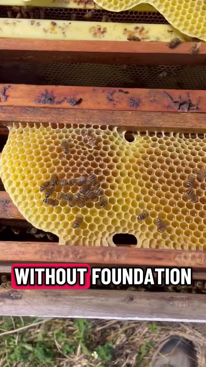 @queenandcolony