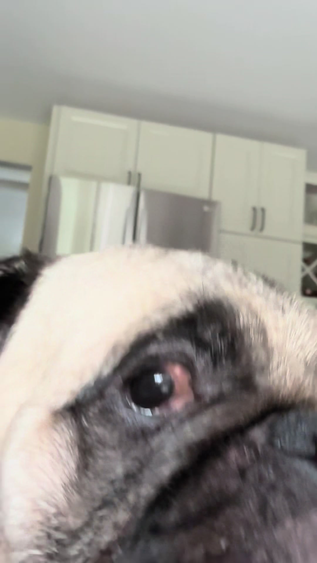 @PEARL - Quadruple-Amputee Pug