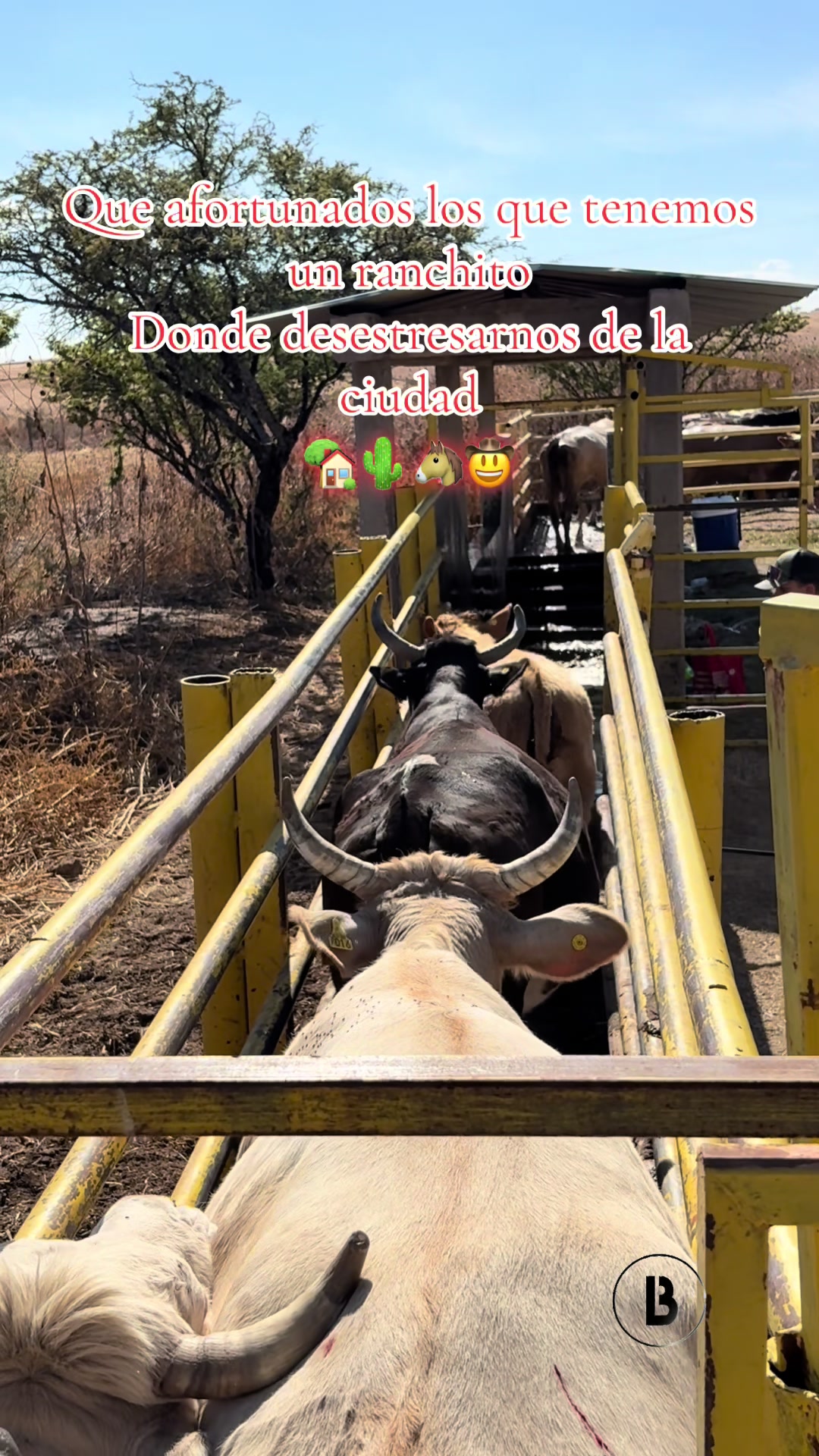 @El zurdo🌵🐴