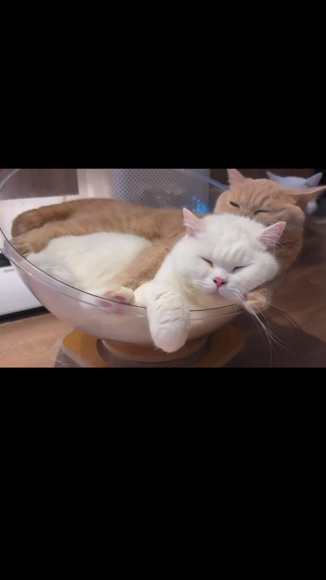 @My Daily Dose of Aww