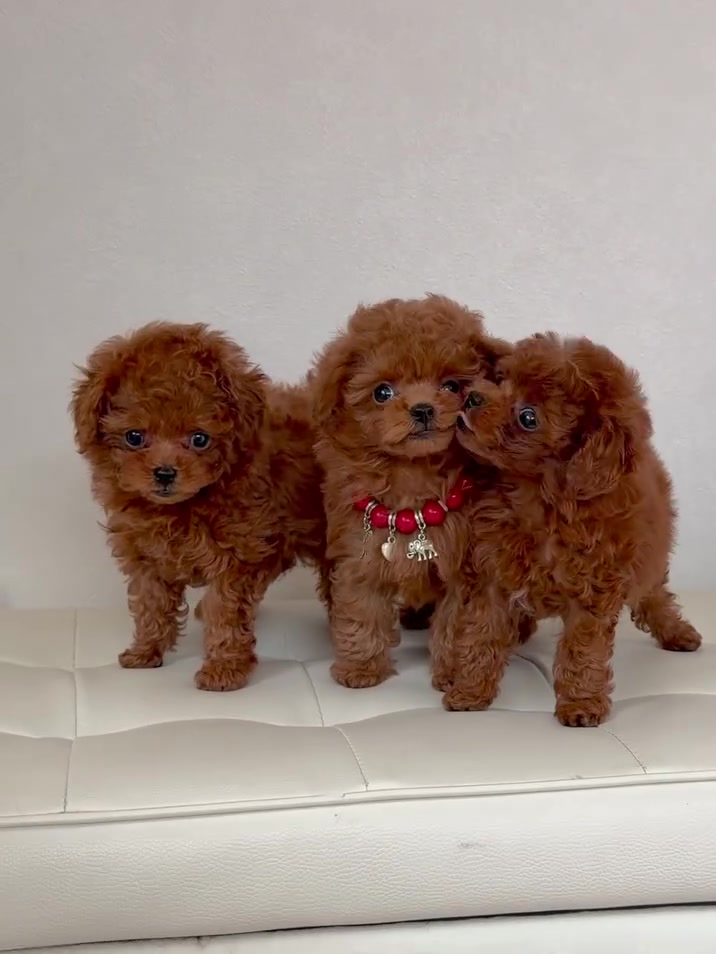 @Aloha Teacup Puppies