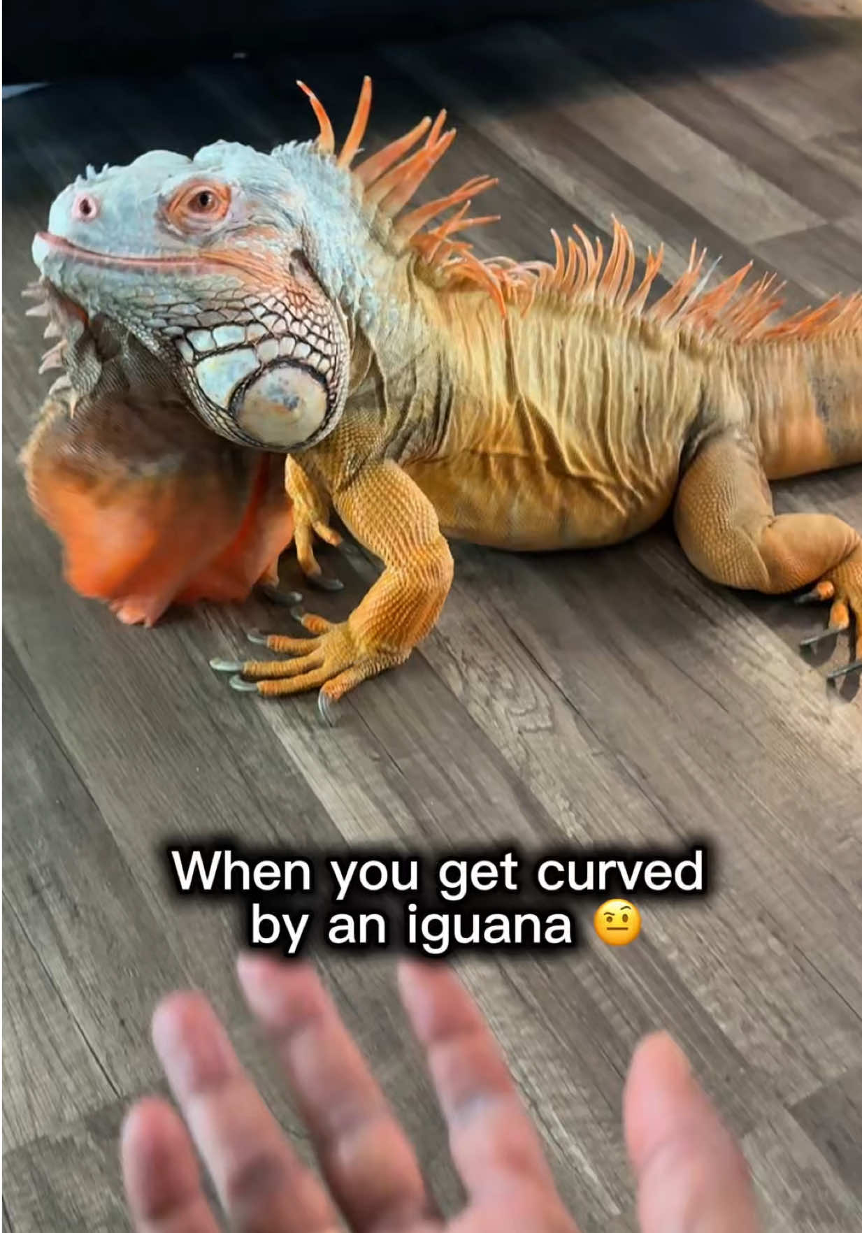 @RocketTheIggy