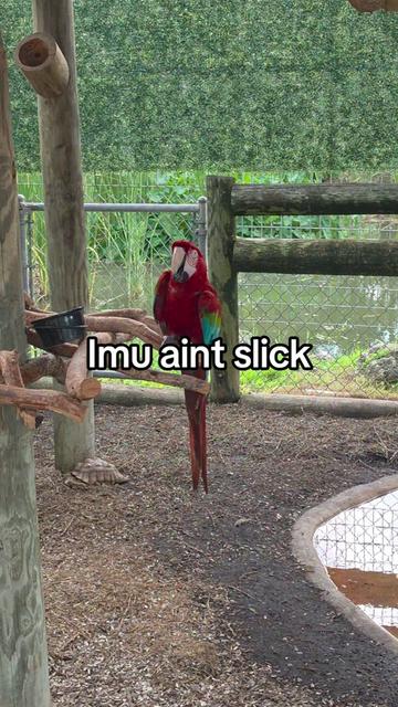 @Animemaniacs