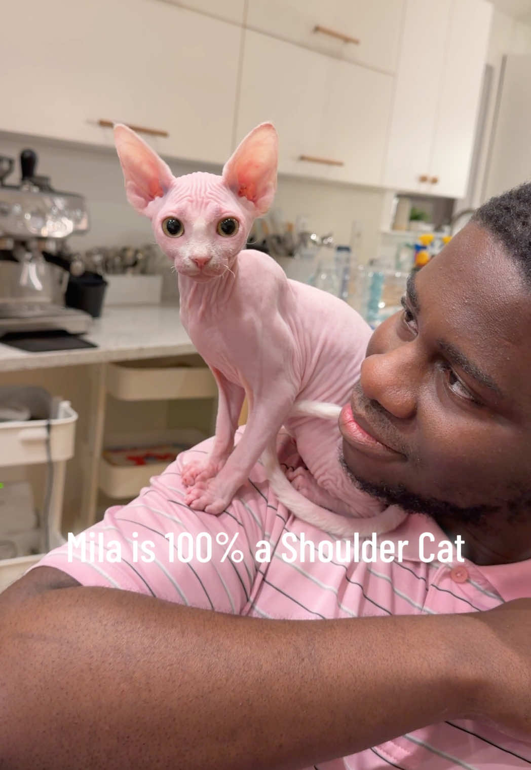 @Boba&rsquo;s Buds Minskin Cats