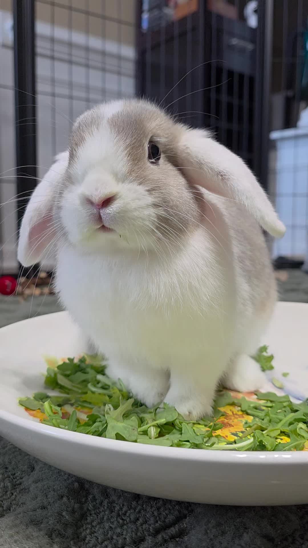 @RoxyBunny