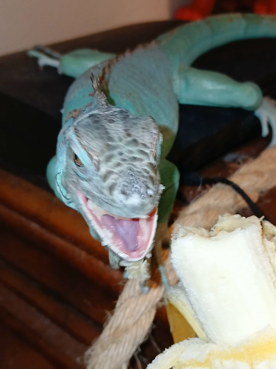 @Jimmy4 🦖