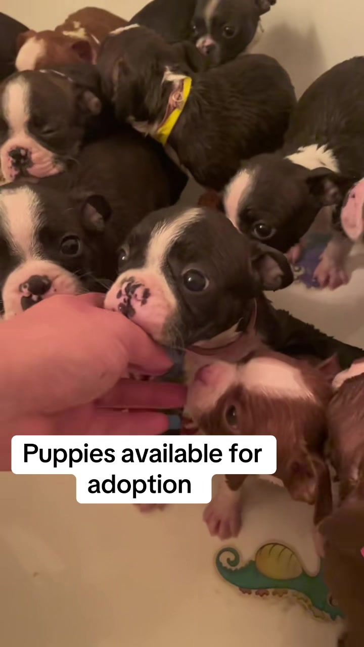 @Boston terrier puppies