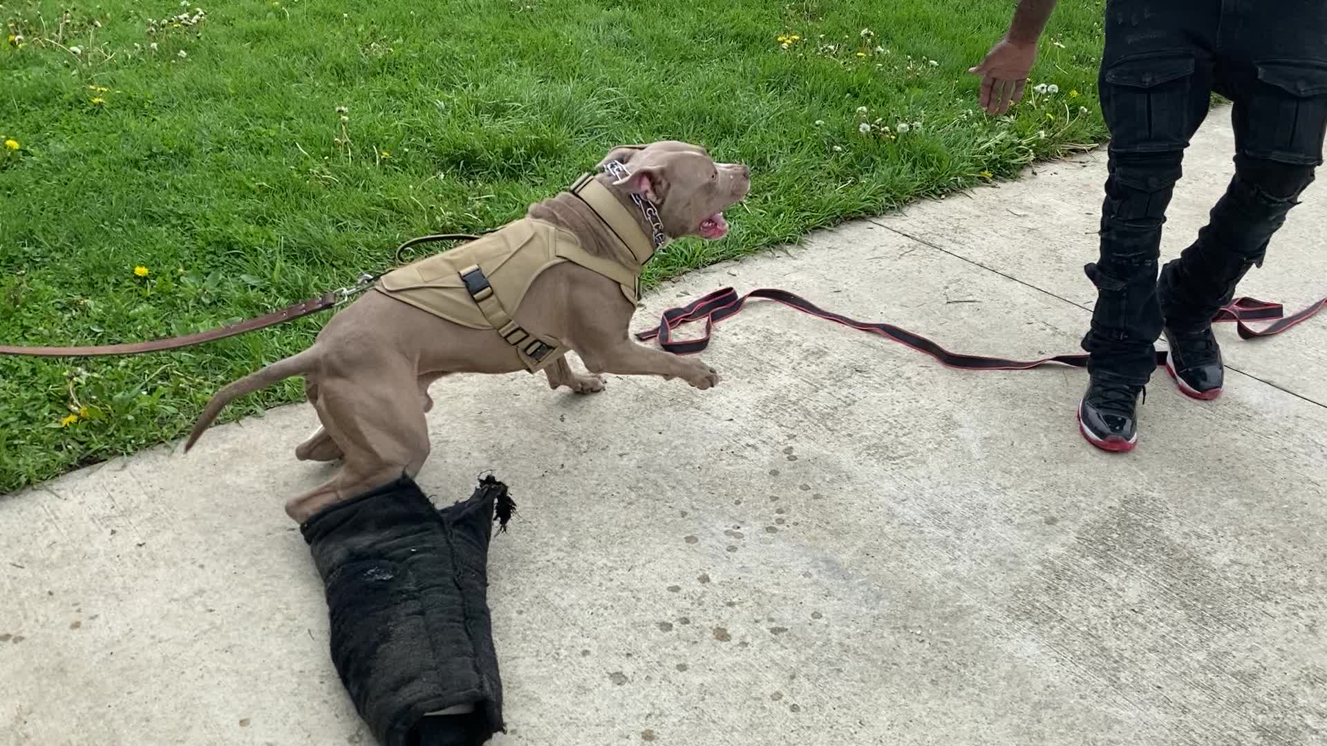 @Jay TheDog Trainer