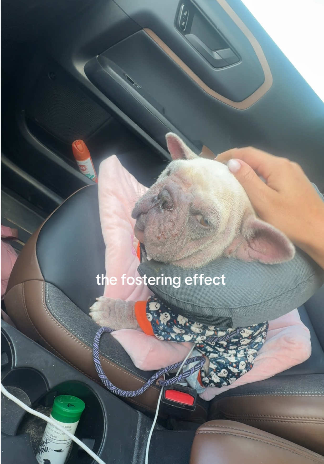 @Abby KPA-CTP | Dog Trainer