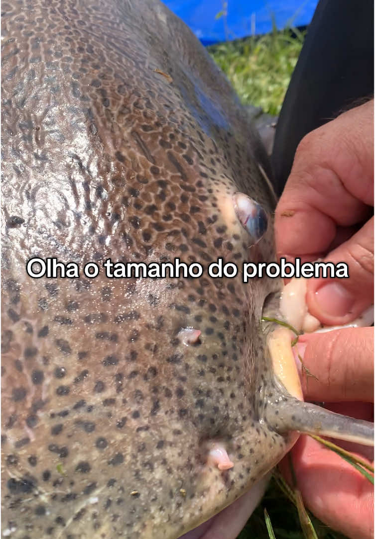 @Dimex Pescador