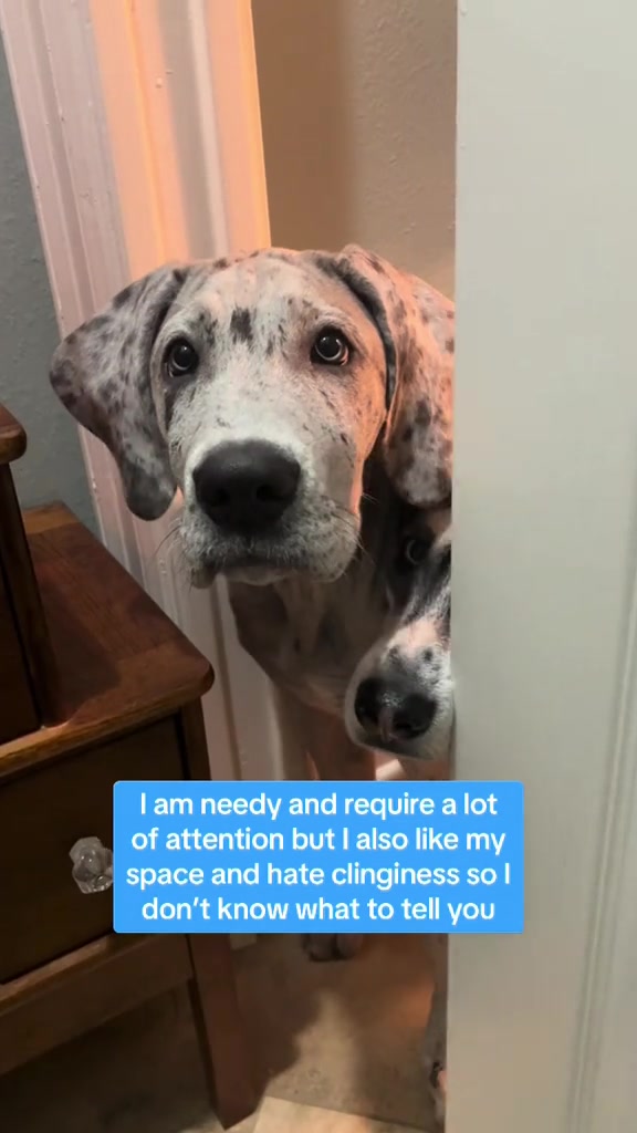 @Calliope & Athena Bleu