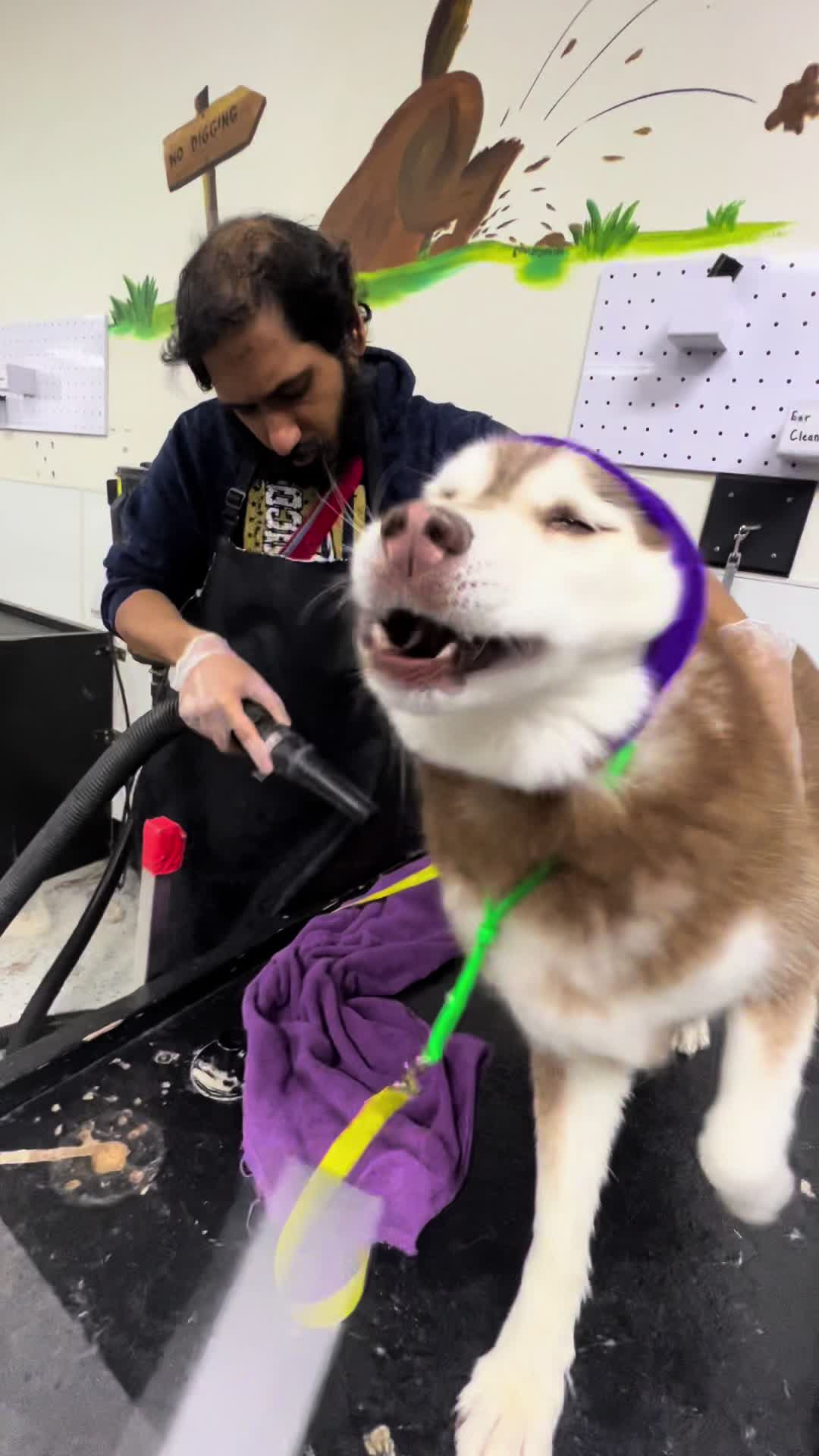 @wolfieworkingdogs