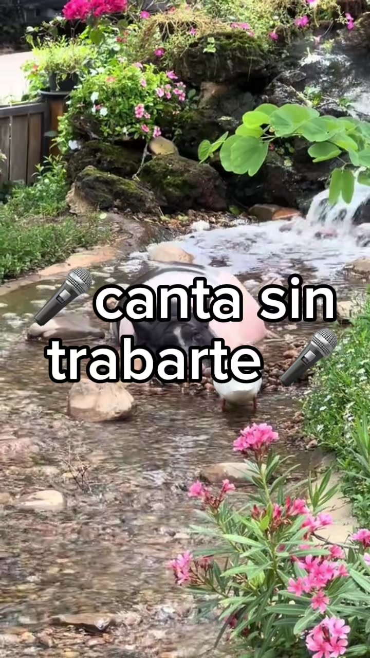 @canta sin trabarte